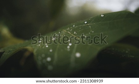 A single leaf of a plant covered in droplets of rain