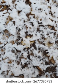 single leaf in the snow