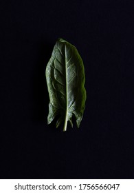 A Single Leaf Of Spinach On Black Limbo Background Minimal Lighting