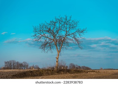 A single leafless tree in a field with a beautiful blue sky behind it. - Powered by Shutterstock