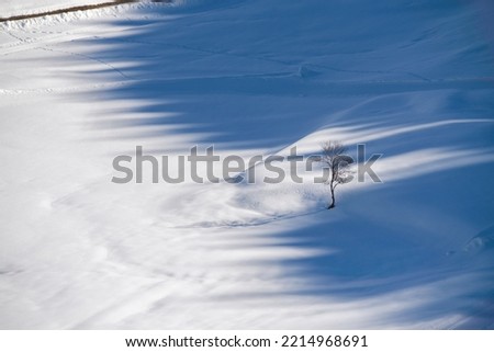single leafless tree in the middle of an empty snow field, with sunlight and shadows