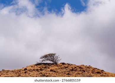 Single leafless tree on a mountain top against cloudy sky, minimalist dramatic landscape