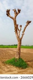 A single, leafless tree with pruned branches stands alone in a tilled or barren field, under a lightly cloudy sky. Surrounded by open farmland