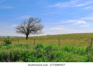 A single leafless tree stands on an open grassy field under a bright blue sky surrounded by green plants and a wire fence the peaceful landscape feels quiet and spacious
