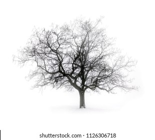 Single leafless tree in winter fog on white snow background