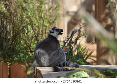 Single lemur eating pumpkin while looking up in an outdoor enclosure