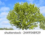 single light green tree in spring