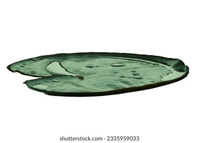 A single lily pad with water pooled on top, isolated on white, clipping path
