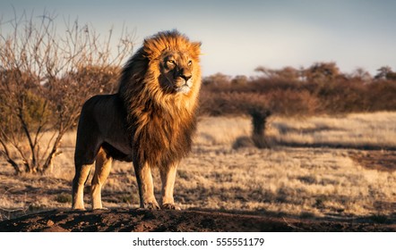 Single lion looking regal standing proudly on a small hill