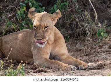 Single lioness licks her bright pink tongue over her nose as she stretches out in the shade of a bush. The eyes stare downwards and the ears are laid back on the scared face.