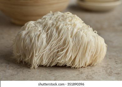 Single Lion's Mane Mushroom  