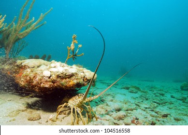 Single lobster in natural habitat in tropical ocean waters