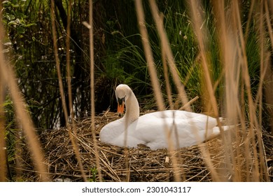 A single lone beautiful white swan incubates eggs on its nest made of reeds and straw on the Dutch water edge n Reeuwijk. Netherlands bird wildlife in wetland nature Holland countryside 