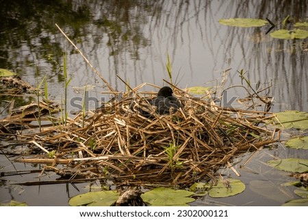 A single lone Eurasian coot incubates eggs on its nest made of reeds and straw on the Dutch water edge n Reeuwijk. Netherlands bird wildlife in wetland nature Holland countryside 