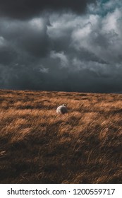 Single Lone Sheep In Front On Dramatic Stormy Clouds On Dartmoor National Park, Devon, United Kingdom 