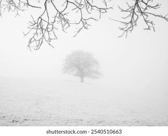 Single lone tree below branches with heavy mist fog and snow