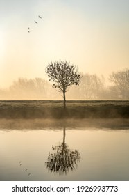 Single Lone Tree At Dawn Sunrise Standing On River Bank With Mist And Fog Rising From Canal Birds Flying In Formation Above Reflected In Calm Still Water Foggy Misty Forest In Landscape Background