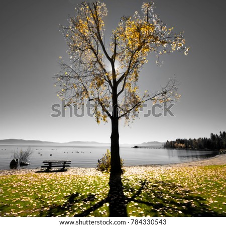 Similar – morning Deciduous tree