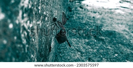 A Single Lonely Dragonfly in Wastelands