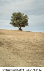 Single Lonely Olive Tree With Cloudy Sky
