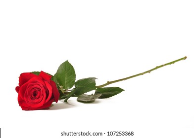 Single long stem red rose against a white background