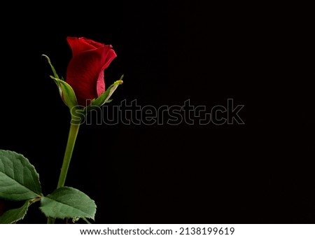 A single long stem red rose taken in a studio for valentines or anniversary or a wedding showing the romance in the day to day life with lush green leaves and thorns