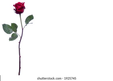 Single Long Stem Rose with Clipping Path