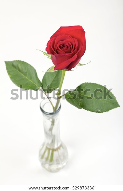 Single Long Stem Rose Glass Vase Stock Photo Edit Now 529873336