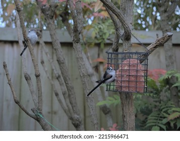 Single Long Tailed Tit Bird Hanging From A Suet Feeder Cage In A Midday Garden Setting