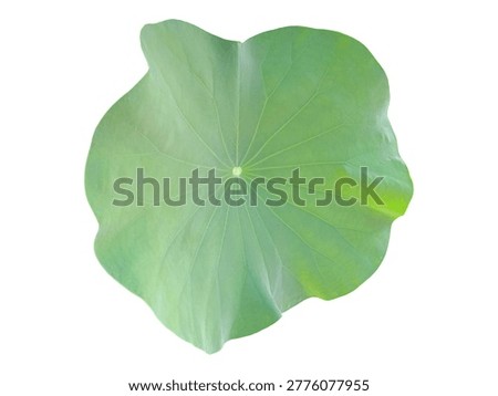 A single lotus leaf, circular and radiant, veins spreading symmetrically from its heart, smooth surface shifting from light to deep green, embodying purity and natural balance.