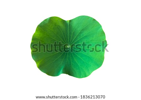 A single lotus leaf isolated with clipping paths.