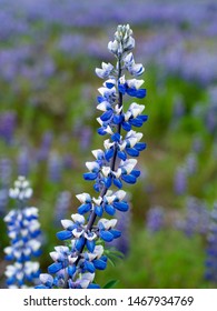 Single Lupine Plant with background of fields of lupine in southern Iceland