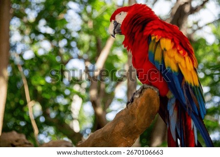 Single Macaw looking forward in the rain forest