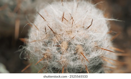 Single macro cactus spines white - Powered by Shutterstock