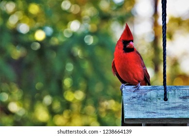 A single male cardinal bird perching on the roof of wooden feeder enjoy watching and relaxing on the soft focus garden background, Autumn  in Georgia USA.