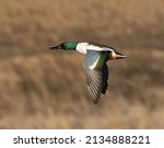 Single Male Northern Shoveler duck flying with wings down