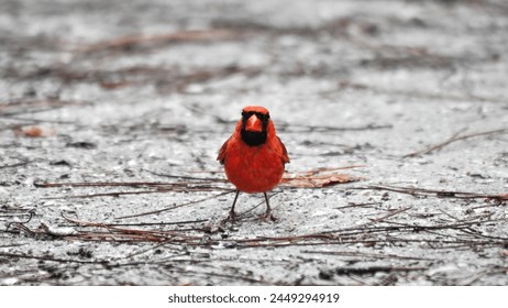 A single male red cardinal or northern cardinal (Cardinalis Cardinalis) on the ground looking at the camera, minimalism, copy space, large size,16:9 - Powered by Shutterstock