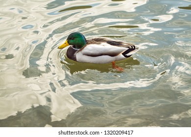 Single Mallard Male Duck (Anas Platyrhynchos) Swimming In The River Tagus (río Tajo), Toledo, Spain - Family: Anatidae - Image