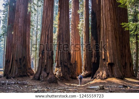 Single Man with Huge Grove of Giant Sequoia Redwood Trees in Cal