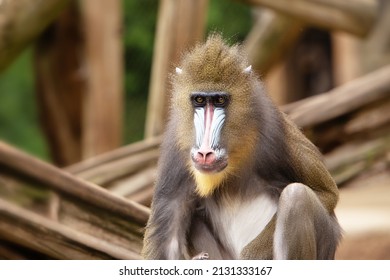 single mandrill primate sitting down looking out at the distance - Powered by Shutterstock