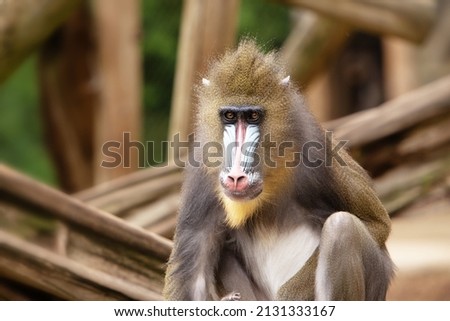 single mandrill primate sitting down looking out at the distance