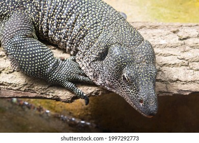 A Single Mangrove Monitor Lizard (Varanus Indicus) Resting On A Rock On The Edge Of The Water