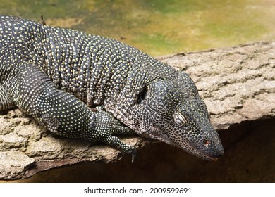 A Single Mangrove Monitor Lizard (Varanus Indicus) Asleep On A Rock On The Edge Of The Water