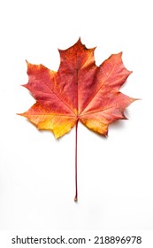 Single Maple Autumn Leaf, Isolated