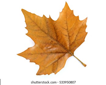 43,775 Single maple leaf Stock Photos, Images & Photography | Shutterstock