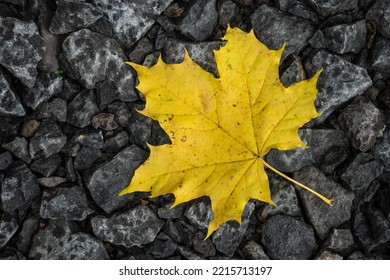 Single Maple Fall Leave On The Ground