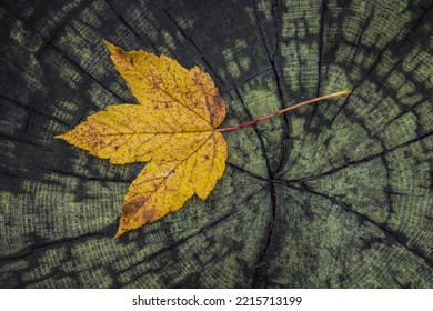 Single Maple Fall Leave On The Ground