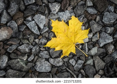 Single Maple Fall Leave On The Ground