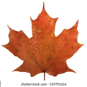 Single Maple leaf 2