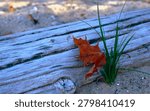 A single Maple leaf already turned to autumn color has been caught between a grass shoot and a piece of driftwood on the Europe Lake shoreline in early autumn, Newport State Park, Door County, Wisconsin